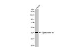 Cytokeratin 19 Antibody in Western Blot (WB)