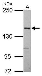 A2M Antibody in Western Blot (WB)