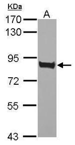 CD36 Antibody in Western Blot (WB)