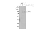 CD36 Antibody in Western Blot (WB)