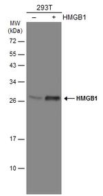 HMGB1 Antibody in Western Blot (WB)