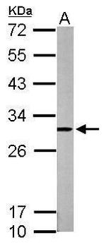 HMGB1 Antibody in Western Blot (WB)