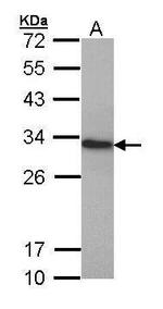 HMGB1 Antibody in Western Blot (WB)