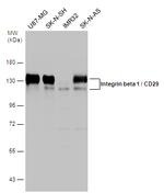 ITGB1 Antibody in Western Blot (WB)