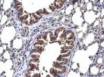 TRAF6 Antibody in Immunohistochemistry (Paraffin) (IHC (P))