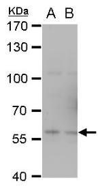 TRAF6 Antibody in Western Blot (WB)