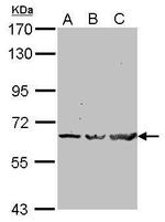 TRAF6 Antibody in Western Blot (WB)