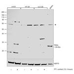 TRAIL Antibody in Western Blot (WB)