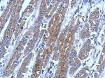 FLIP Antibody in Immunohistochemistry (Paraffin) (IHC (P))