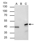 ERK2 Antibody in Immunoprecipitation (IP)