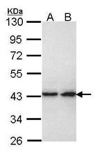 ERK2 Antibody in Western Blot (WB)