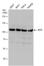 VCP Antibody in Western Blot (WB)