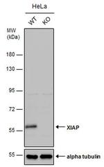 XIAP Antibody