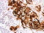 Arginase 1 Antibody in Immunohistochemistry (Paraffin) (IHC (P))