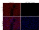 Arginase 1 Antibody in Immunohistochemistry (Paraffin) (IHC (P))