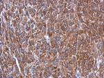 Caspase 10 Antibody in Immunohistochemistry (Paraffin) (IHC (P))