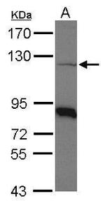 beta COP Antibody in Western Blot (WB)