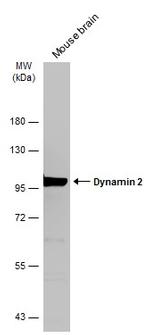 Dynamin 2 Antibody in Western Blot (WB)