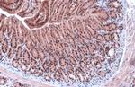 GATA4 Antibody in Immunohistochemistry (Paraffin) (IHC (P))