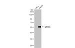 GATA4 Antibody in Western Blot (WB)