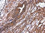 MYH9 Antibody in Immunohistochemistry (Paraffin) (IHC (P))