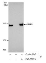 MYH9 Antibody in Immunoprecipitation (IP)