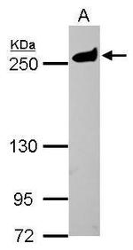 MYH9 Antibody in Western Blot (WB)