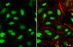 PBX1 Antibody in Immunocytochemistry (ICC/IF)