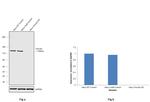 Vinculin Antibody