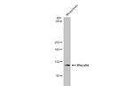 Vinculin Antibody in Western Blot (WB)