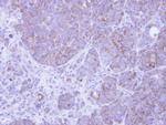 AIF Antibody in Immunohistochemistry (Paraffin) (IHC (P))