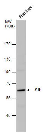 AIF Antibody in Western Blot (WB)