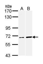 AIF Antibody in Western Blot (WB)