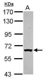 RACGAP1 Antibody in Western Blot (WB)