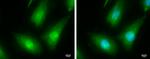 IRAK4 Antibody in Immunocytochemistry (ICC/IF)