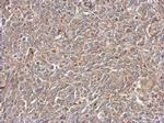 IRAK4 Antibody in Immunohistochemistry (Paraffin) (IHC (P))