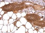 WWOX Antibody in Immunohistochemistry (Paraffin) (IHC (P))