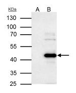 WWOX Antibody in Immunoprecipitation (IP)