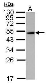 WWOX Antibody in Western Blot (WB)