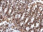 STAT5 alpha Antibody in Immunohistochemistry (Paraffin) (IHC (P))