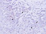 ATP1B1 Antibody in Immunohistochemistry (Paraffin) (IHC (P))