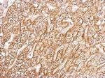 ATP1B1 Antibody in Immunohistochemistry (Paraffin) (IHC (P))