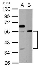 ATP1B1 Antibody in Western Blot (WB)