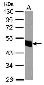 ATP1B1 Antibody in Western Blot (WB)