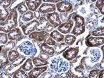 DBT Antibody in Immunohistochemistry (Paraffin) (IHC (P))