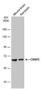 CRMP2 Antibody in Western Blot (WB)