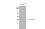 FECH Antibody in Western Blot (WB)