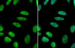 GATA2 Antibody in Immunocytochemistry (ICC/IF)