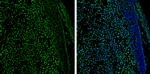 GATA2 Antibody in Immunohistochemistry (Frozen) (IHC (F))