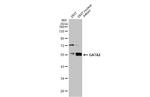 GATA2 Antibody in Western Blot (WB)